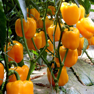 Yellow Colorful Bell Pepper Seeds, Red Pepper, Yellow Green Pepper, Four-Season Potted Pepper, Colorful Spring and Autum Southern Vegetable Seeds