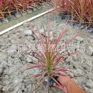 �Rβ�F 30-80cm�� �菽 ���@���^��ֲ�� �߶��k���G���� ����r��