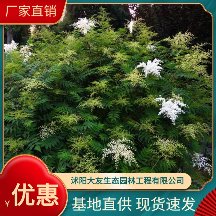 Основа прямых поставок жемчужная сливы цветущие растения озеленение растений кустарники