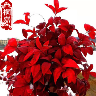 ���������� ���~ֲ�� ���GС��ľ ͥԺ��ǰ���ֲݵ�߅���@·�G��