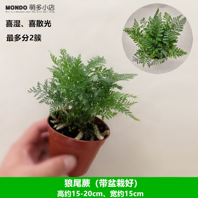 (화분으로) 페니세텀 펀