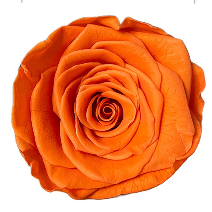 Cabezas de Rosa Eternas de Yunnan, Grado A, 5-6 cm, Hechas a Mano, Ramo de Alta Gama, Regalo, Flores Secas, Materiales para Manualidades, Venta al por Mayor