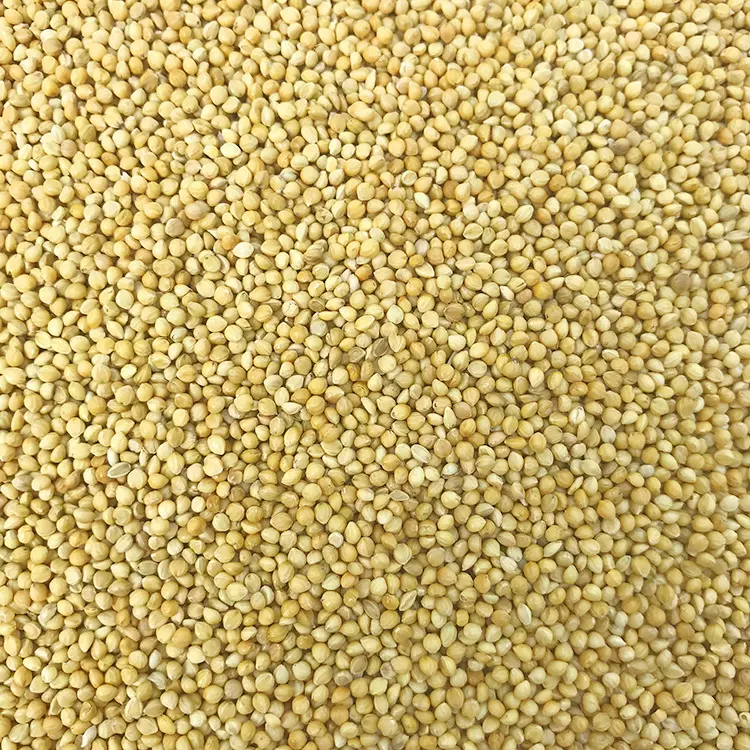新黄谷子带壳小米虎皮牡丹玄凤中小型鹦鹉鸟粮鸟食鸟饲料批发谷子