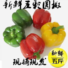 新鲜圆椒五彩椒柿子椒灯笼椒太空椒红椒黄绿椒甜不辣水果椒包邮。