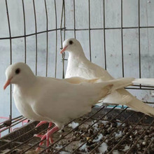 出售魔术鸽 白色魔术鸽子价格 魔术鸽一只有多重 观赏鸽养殖