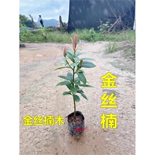 金丝楠木树苗四川正宗小叶桢楠大树名贵苗木庭院绿化盆栽四季常青