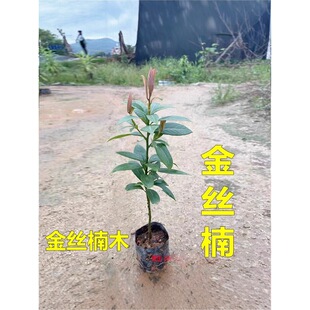 ��z�ľ�����Ĵ�����С�~�E骴�����F��ľͥԺ�G�������ļ�����