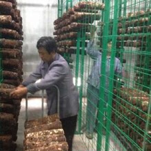 食用菌架子網格工廠定制杏鮑菇架子平菇種植架子杏鮑菇網架