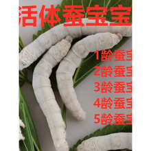1-5�g��ɫ�Q�����W�������ײ���ɣ�~��B���߲��Q����5�g����