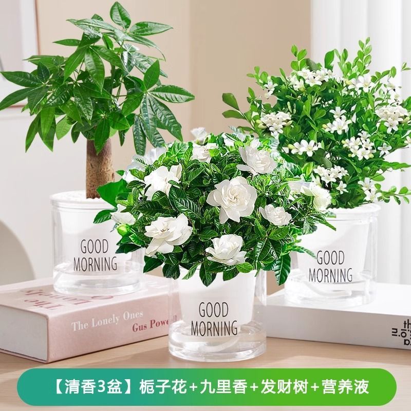 [향 3화분] 치자나무/구리향/머니트리