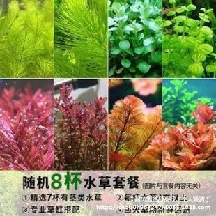 �~���쾰���wֲ��ˮ�����b���ˮ���к����o��ˮ���ײͺ��B�ͻ�