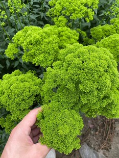 Green Evening Mist Grass Flowers Household Hydroponic Cut Flowers with Flowers and Grass Yunnan Kunming Straight Hair Yunnan Kunming Straight Hair