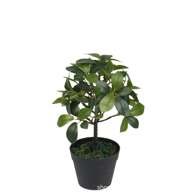 XRS-157 迷你榕叶5号盆栽109叶3.jpg