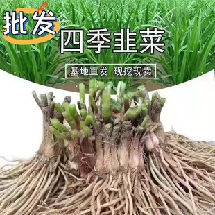 �¾²˸����ϸ��t���Ќ��²˷N�����̨������Ʒ�N�����ļ��߲���