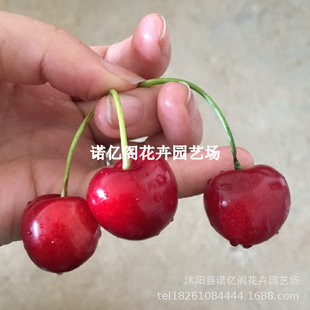 �޽�ɰ�۶�܇���Ә��������������籱�Ϸ��N����Y���������