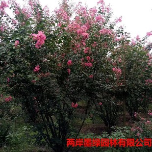 �G��������ľ���l ������ޱ  ������ޱ���� Ҏ���Rȫ ��������ľ