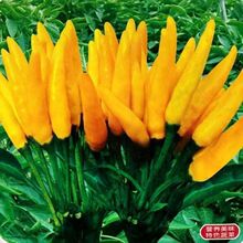 Sָ콷NݽҰɽNӸ߮aSɫС⽷N