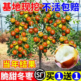 枣树活苗特大冬枣嫁接特大北方南方种植庭院葫芦枣树果树果苗盆栽