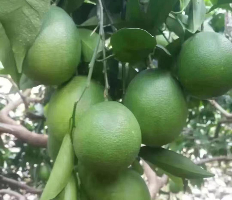 O1CN01szrzJZ2KaUT8LW9ET_!!2215