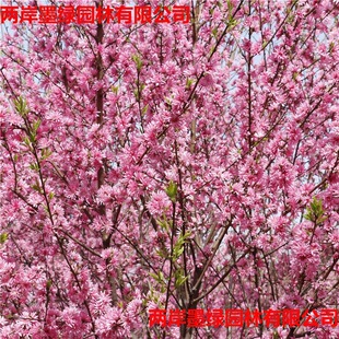 �G����ľ�ջ����� ���ش������l�ջ������� �^�p���o�G���ջ�����