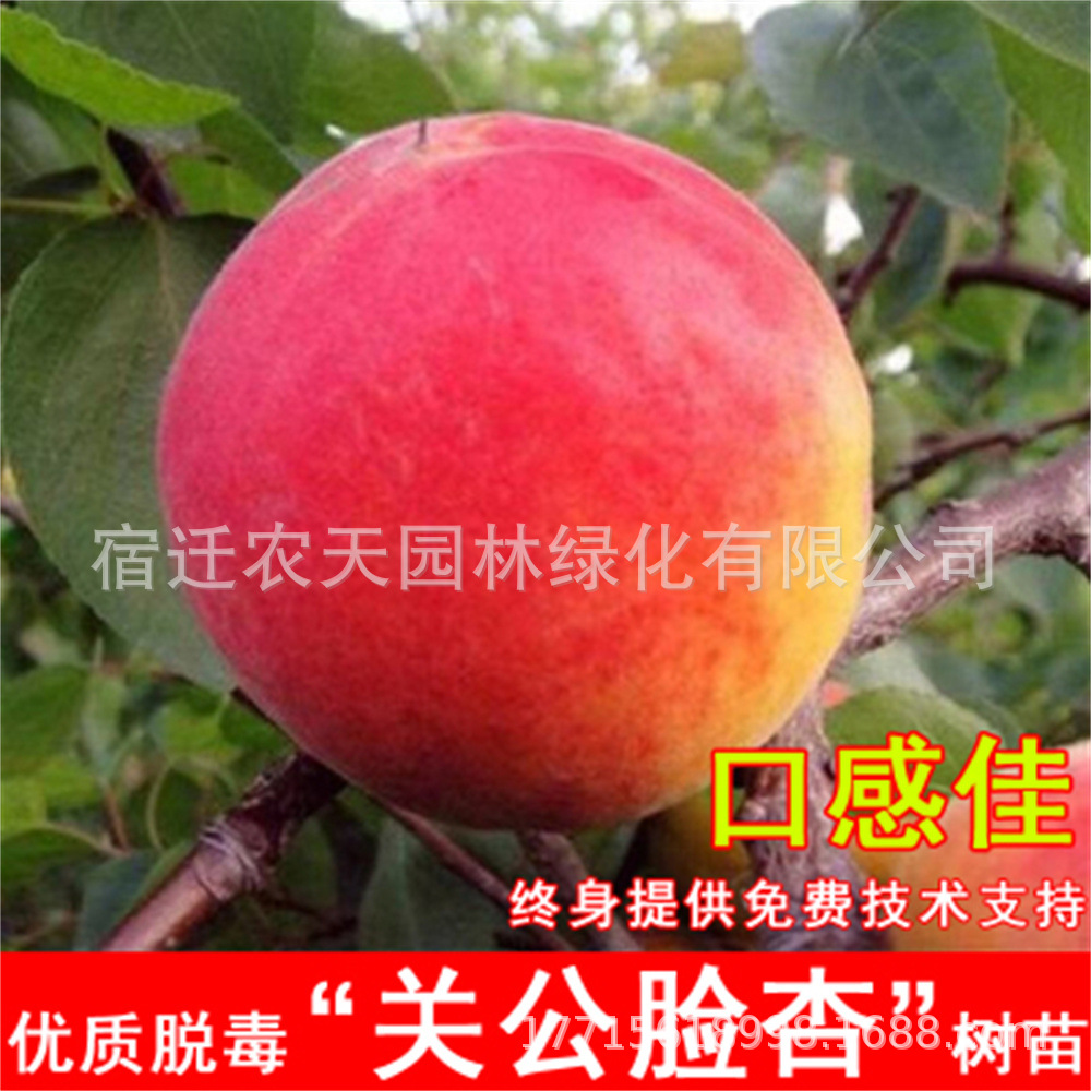 荷兰香蜜杏树苗价格 大红甜杏树苗批发 口感香甜 杏树苗新品种