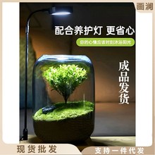 生命之树微景观桌面苔藓生态瓶办公室创意植物青苔造景成品小摆件