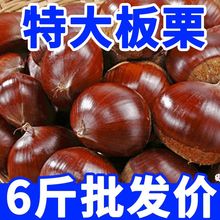 板栗生栗子新鲜板栗批发小油栗35斤斤大板栗源工厂一件批发