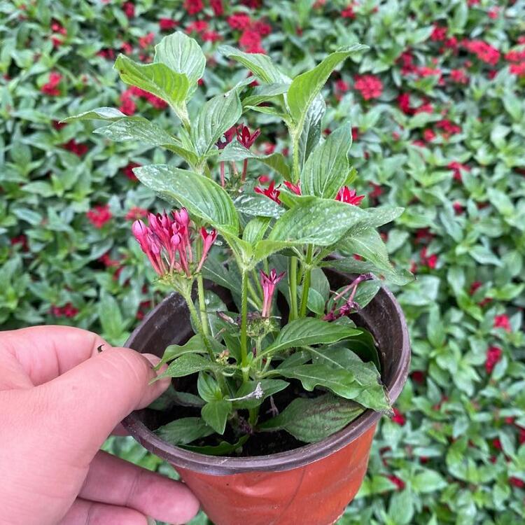 QQ图片20200807155726