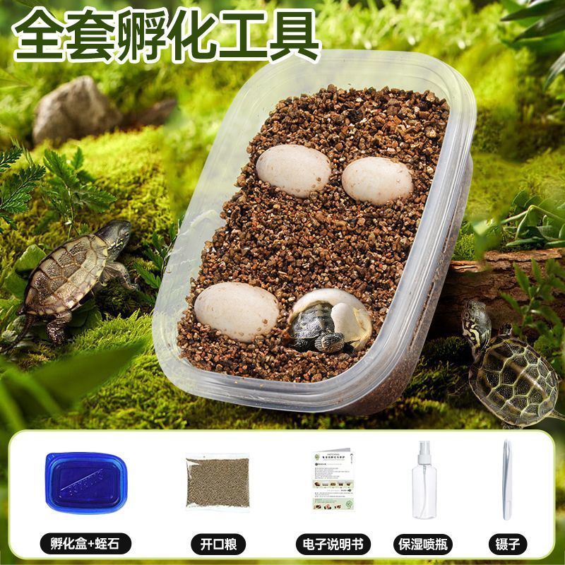 [거북알 4개] 무료 부화장비 + 인지교육