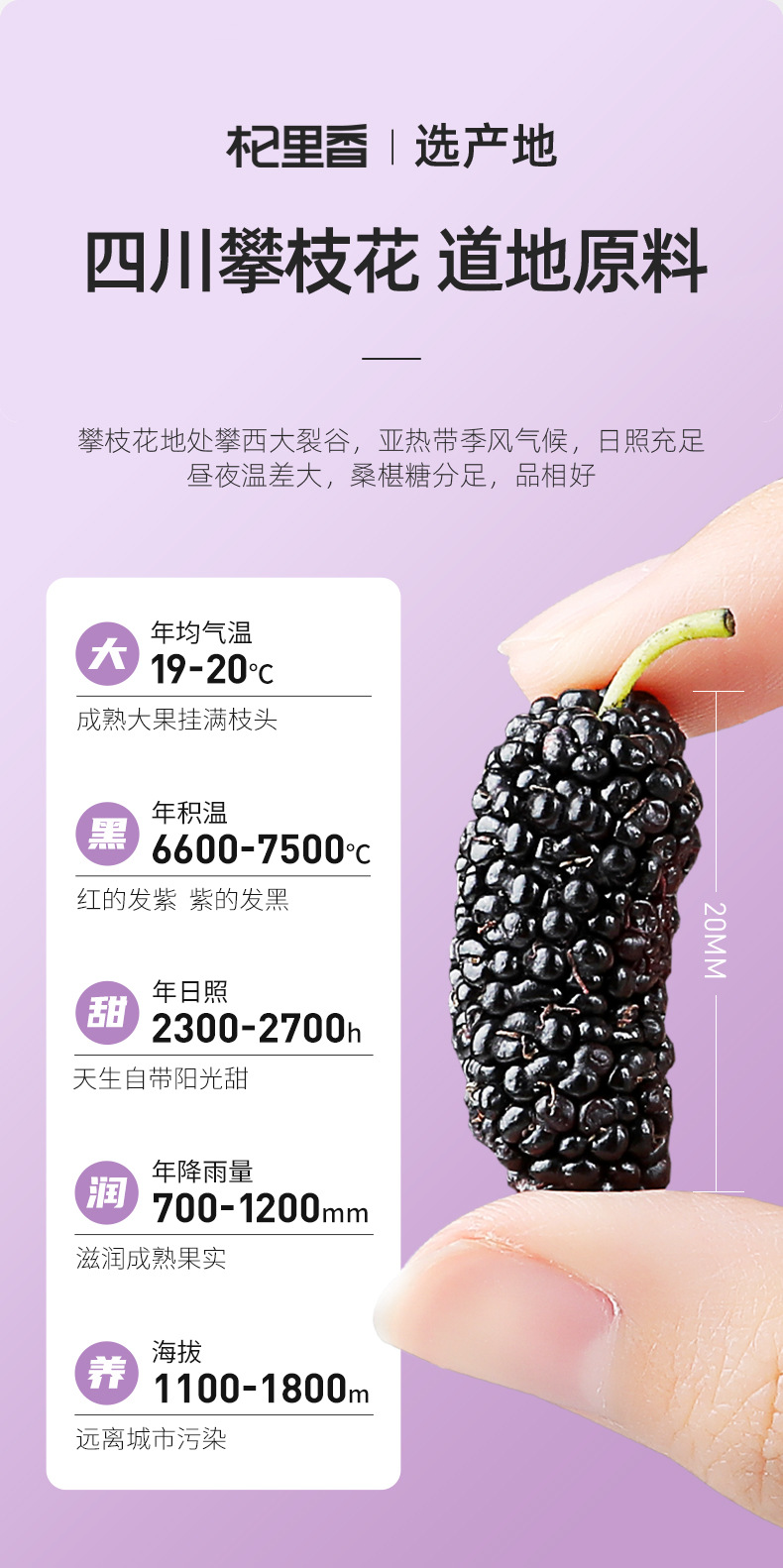 Dried Mulberry Fruit 60g Bag Sang Shen Dried Black Mulberry for Tea and Wine Soaking key features