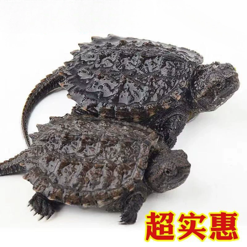 North American small snapping turtle seedlings, live pet turtle ornamental turtle, mixed Buddha, carnivorous turtle, water turtle, ferocious small Qimei business store