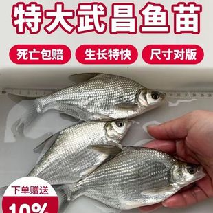 ����~���c�~����~��F�^���~����wʳ���r������l�~���ؑc