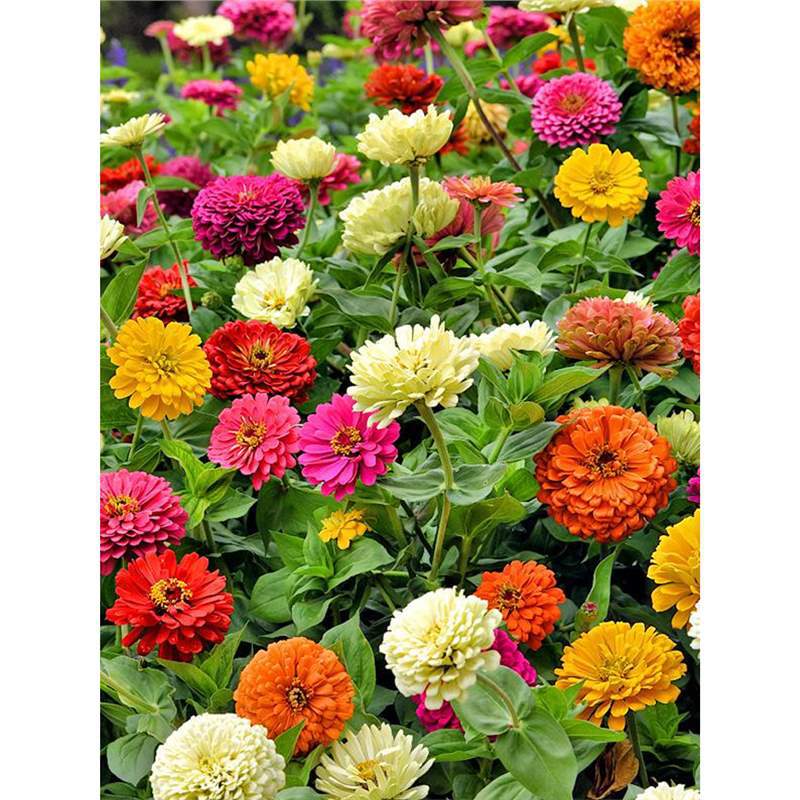 花种子花种花籽种四季开花室外太阳花向日葵凤仙花种花卉种子大全