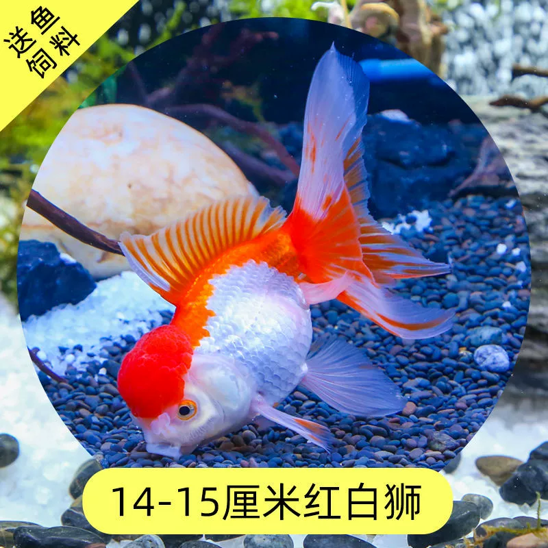 Read the galloping taboo 彂鍏 娲 娲 board