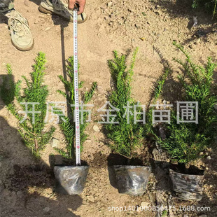 �����t��ɼ�G�hͥԺ�������͘�|���t��ɼ����˽��СԺ�����辰