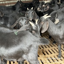 小耳朵努比亚黑山羊大量出栏 批发屠宰肉羊 黑山羊