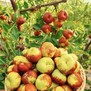 Live Jujube Seedlings Grafted with Flat Jujube Seedlings, Extra Large, Crisp and Sweet Jingcang No. 1 Jujube Saplings Potted in the North and South That Bear Fruit in the Same Year