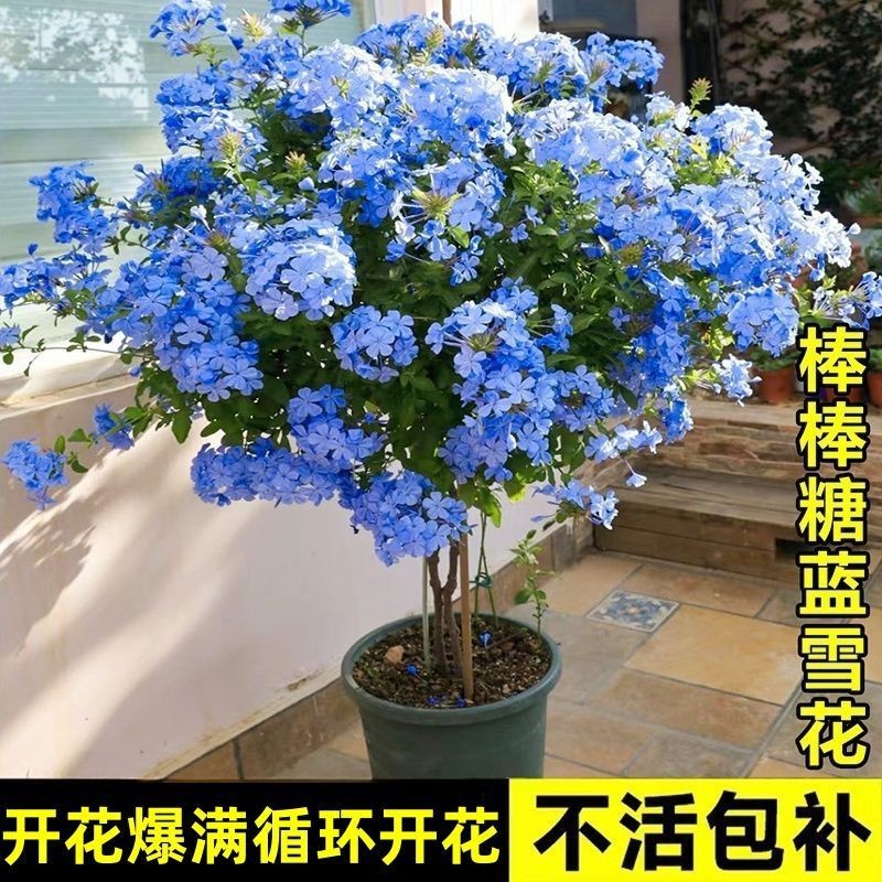 蓝雪花苗盆栽阳台观花耐热好养植物花园庭院爬藤攀援花藤本白雪花