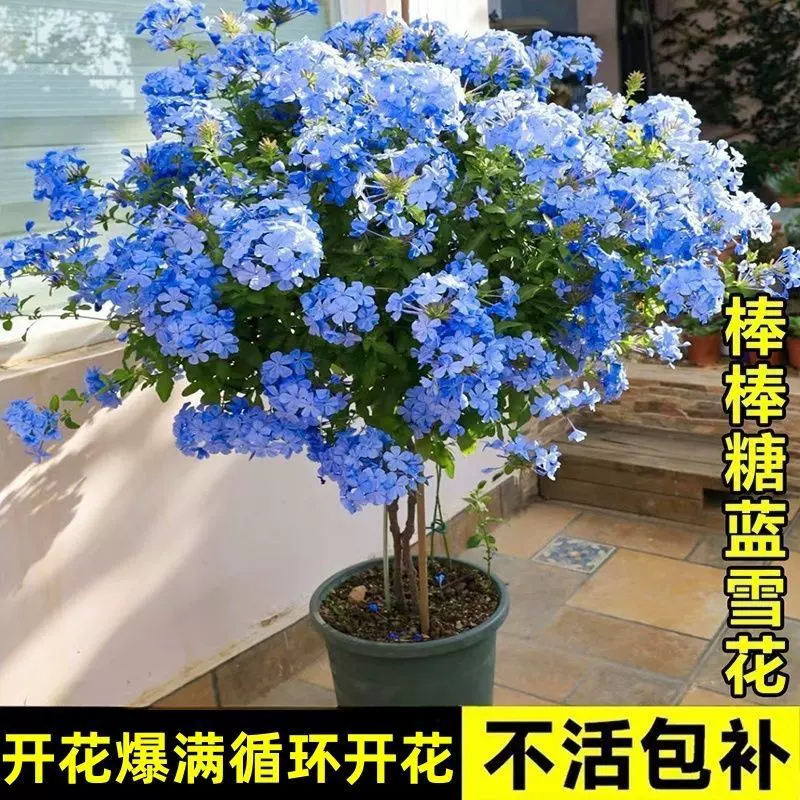 蓝雪花苗盆栽阳台观花耐热好养植物花园庭院爬藤攀援花藤本白雪花