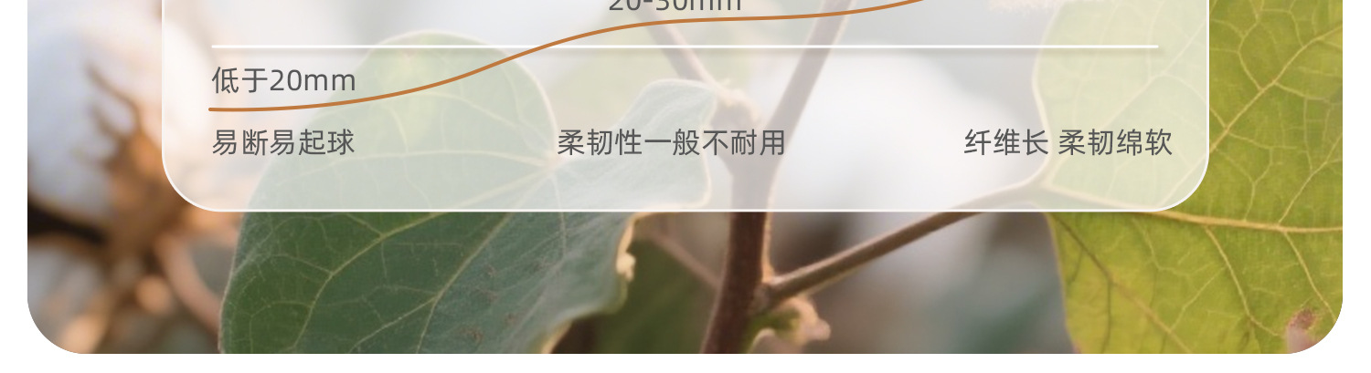 Details---Apricot_04
