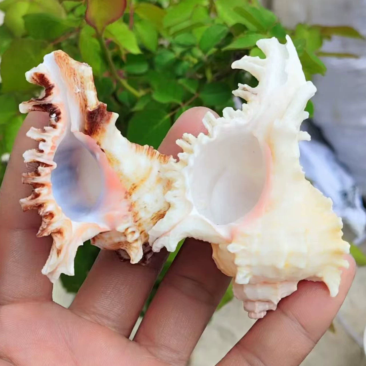 ♡Thousand-handed snail natural conch shell hermit crab replacement shell aquarium fish tank landscaping conch shell window display