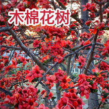 ľ�޻����� ľ�޻���Ӣ�ۘ� �tľ�����Ե���ͥԺ�e����·�G�����