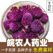 千日红500g克千日紫千日红紫花草茶泡茶火球花中药材大全代发批发