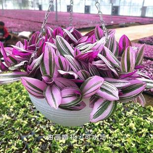 Oil Painting Wedding Chlorophytum Indoor Plants Succulent Flower Potted Green Plants Flowers Lazy Hydroponic Plants