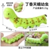 BY8056 Lilac Sky Moth larvae