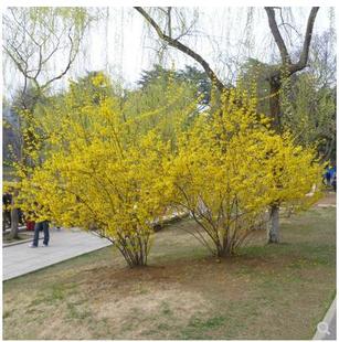 �B�N������ͥԺ�G��������ľ�S���l���R���S�ϻ�С��ӭ��������ľ