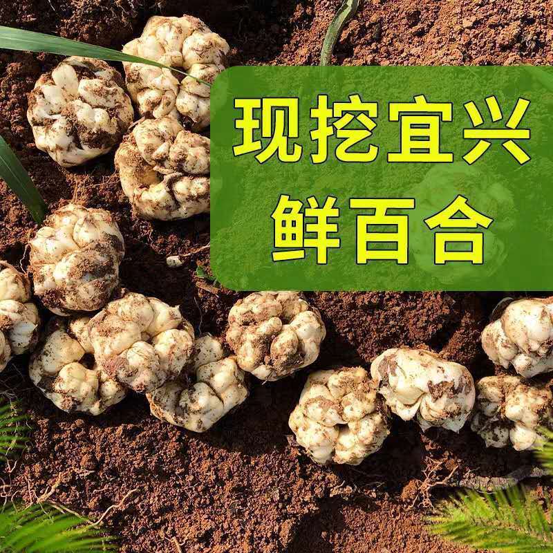 泡沫箱型加微苦非兰州百合食用新鲜百合冰块装宜兴功效甜查看详情|undefined