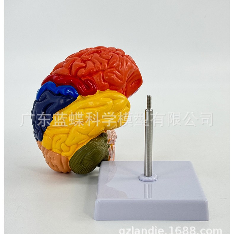 ��������ɫ�ֹ�����ģ�� ҽ����ͨģ�� ���� �Կƽ�ѧģ��