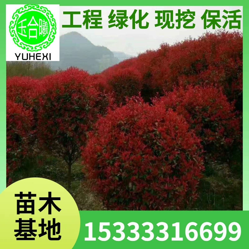 Красный листовой каменный шар, тротуар и общественное озеленение, красный цветок, крупнолистовой самшит, морской еж, черепаховый сизаль.