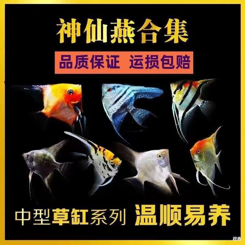神仙燕鱼神仙鱼燕鱼秘鲁热带观赏鱼小型鱼苗墨燕七彩神仙鱼七彩鱼